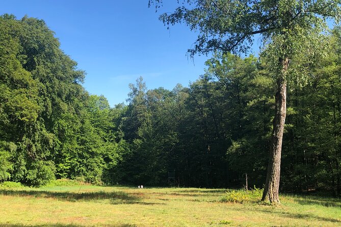 Forest Hike in Heidelberg - Benefits of Hiking in the Forest