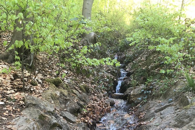 Forest Hike in Heidelberg - Important Information for Participants