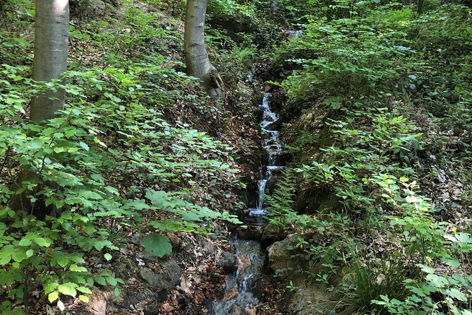 Forest Hike in Heidelberg - Cancellation Policy and Refunds