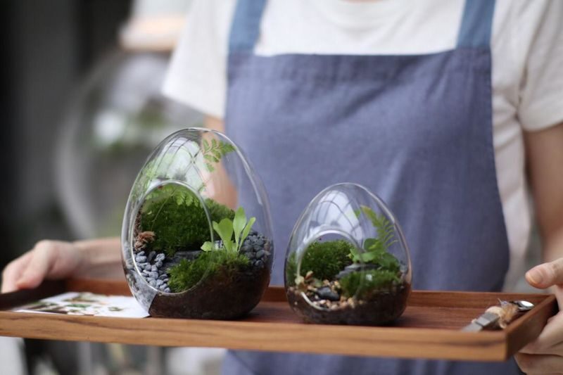 Forest in a Bottle Terrarium DIY Kit with Home Delivery in Malaysia - What the price buys, and where the value lies