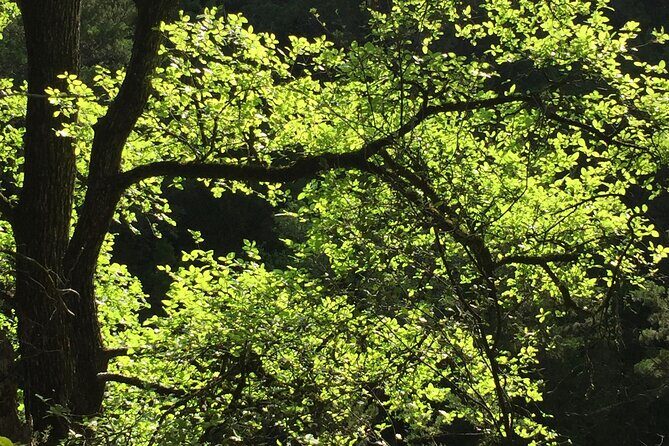 Forest Mindfulness and Embodiment Experience - Final Thoughts: Is It Worth It?