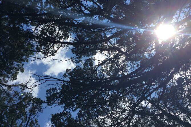 Forest Mindfulness and Embodiment Experience - FAQ