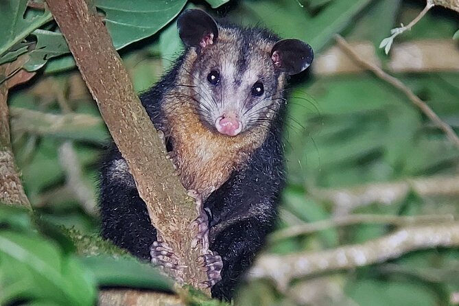 Forest Night Tour in Monteverde Refuge / Guide & Entrace Fee. - Location and Meeting Point