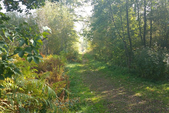Forest Relaxation & Nature Experience - Highlights and Activities