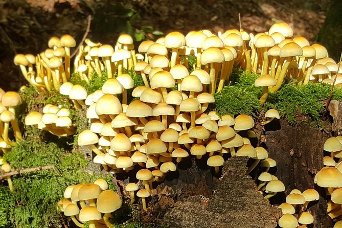 Forest Relaxation & Nature Experience - The Sum Up