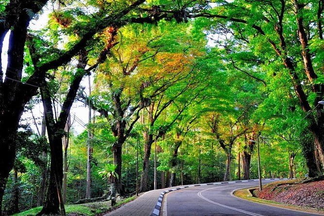 Forest Research Institute Malaysia (FRIM) Nature Trekking Tour - The Sum Up: A Genuine Forest Experience Close to Kuala Lumpur