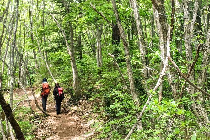 Forest Shrines of Togakushi, Nagano: Private Walking Tour - End Point and Wrap-Up