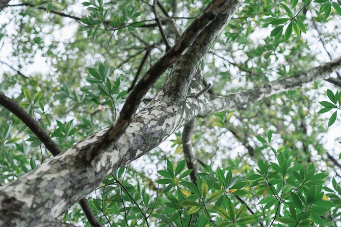Forest Therapy in Sasaguri Town - Additional Info and Restrictions