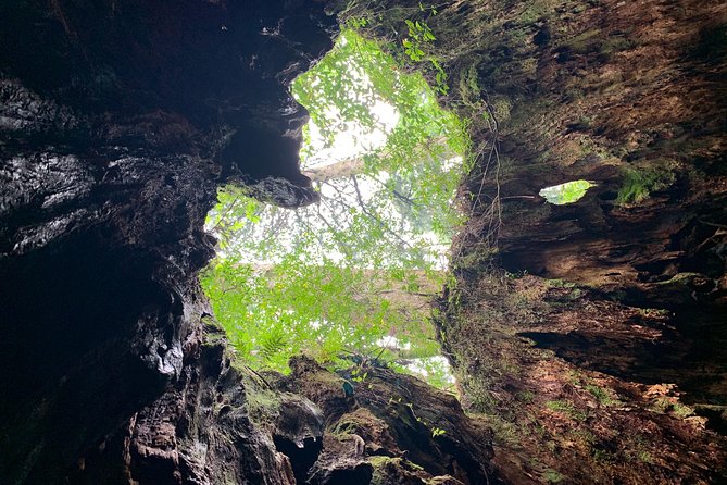 Forest Walk - Inclusions