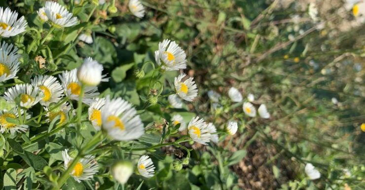 Forlì Hills: Foraging Tour, Looking for Wild Edible Herbs - Pricing and Duration