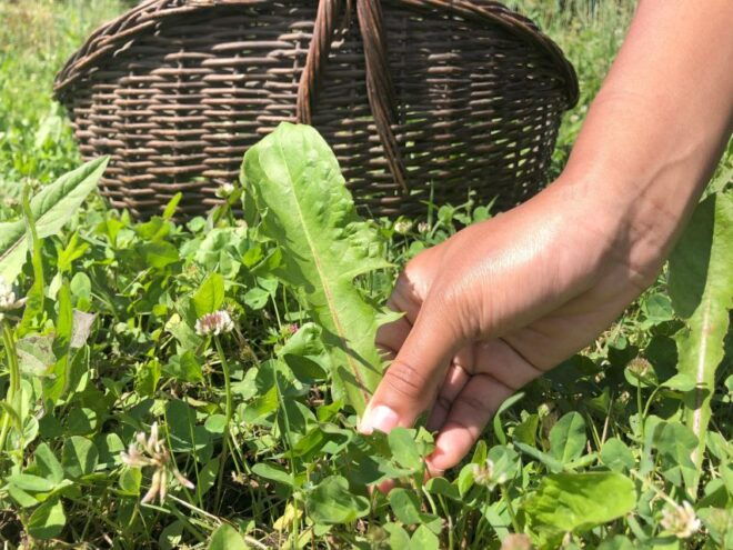 Forlì Hills: Foraging Tour, Looking for Wild Edible Herbs - Language Options