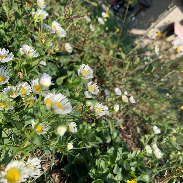 Forlì Hills: Foraging Tour, Looking for Wild Edible Herbs - Itinerary Details
