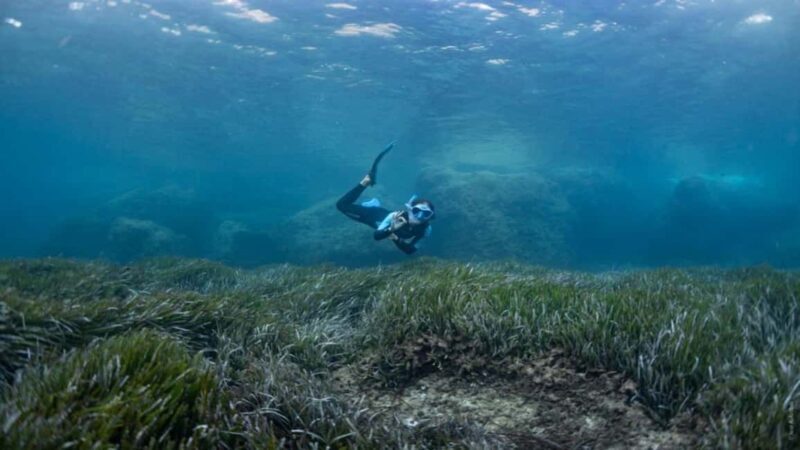Formentera: 2-hour snorkel with marine biologist by boat - An In-Depth Look at the Experience  