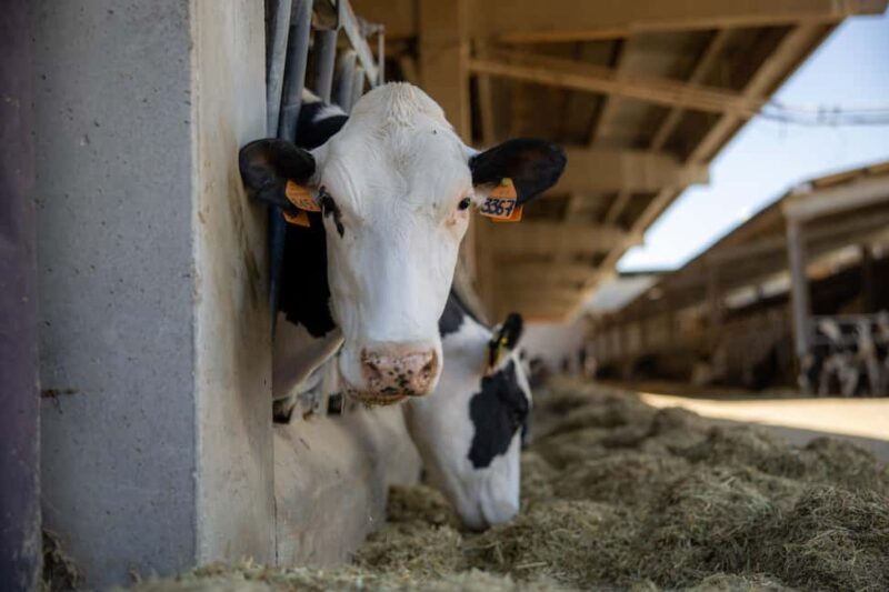Formigine: Parmigiano tour with full tasting - Who Will Appreciate This Tour Most?