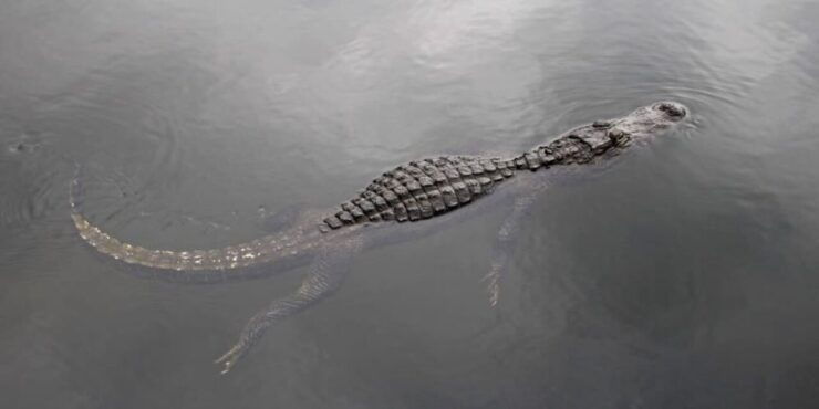 Fort Lauderdale: Everglades Express Tour With Airboat Ride - Activity Details