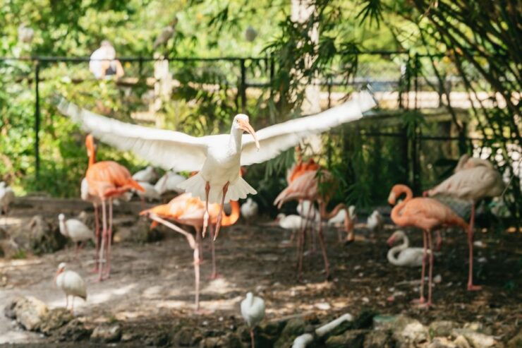 Fort Lauderdale: Flamingo Gardens Entry Ticket - Experience Highlights
