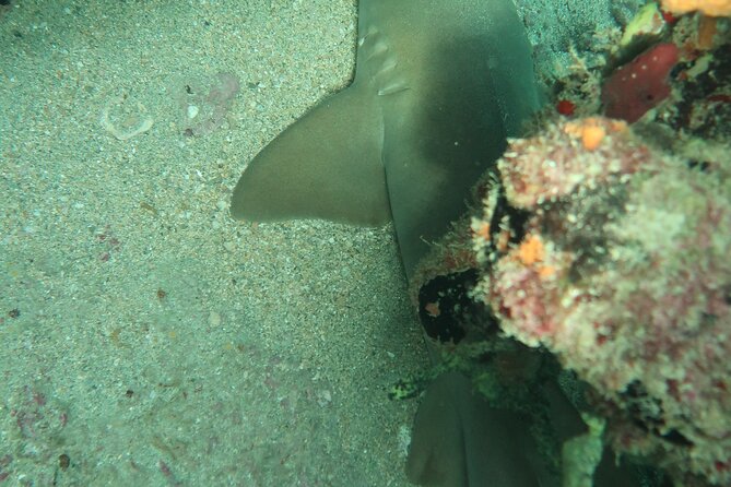Fort Lauderdale Private Atlantic Snorkel Tour - Tour Details and Overview