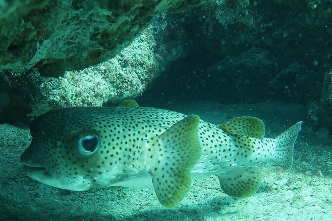 Fort Lauderdale Private Atlantic Snorkel Tour - Inclusions and Meeting/Pickup Information