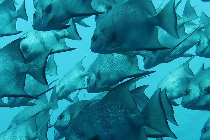 Fort Lauderdale Private Atlantic Snorkel Tour - The Sum Up