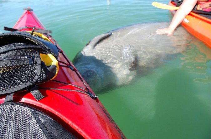 Fort Lauderdales Tropical Kayak Tour and Island Adventure - Why You Should Consider This Tour