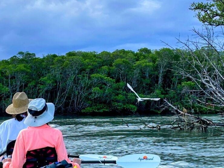 Fort Pierce: 4-hr Mangroves & Dolphin Watch Sandbar in FL - Experience Highlights