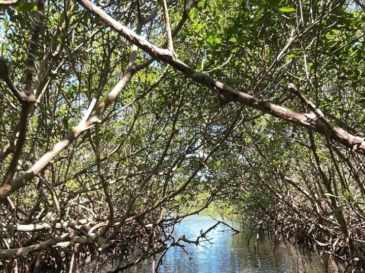 Fort Pierce: 6-hr Mangroves, Coastal Rivers & Wildlife in FL - Experience Highlights