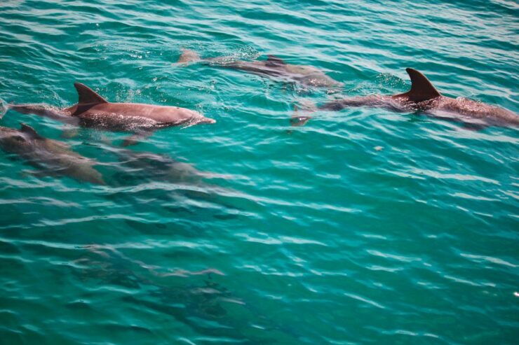 Fort Walton Beach: Morning Dolphin Cruise With Snorkel Stop - Booking Information