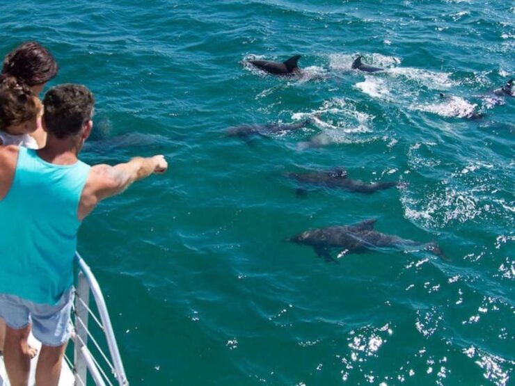 Fort Walton: Dolphin Discovery and Snorkeling Cruise - Good To Know