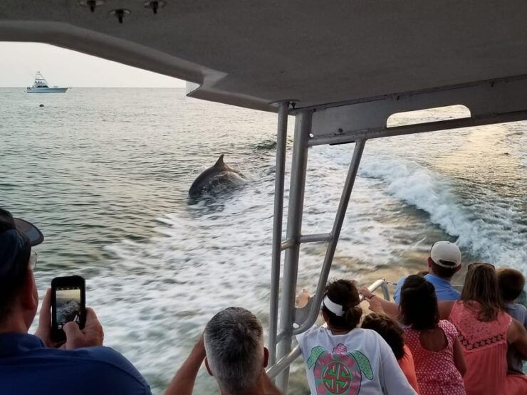 Fort Walton: Dolphin Discovery and Snorkeling Cruise - Experience Highlights