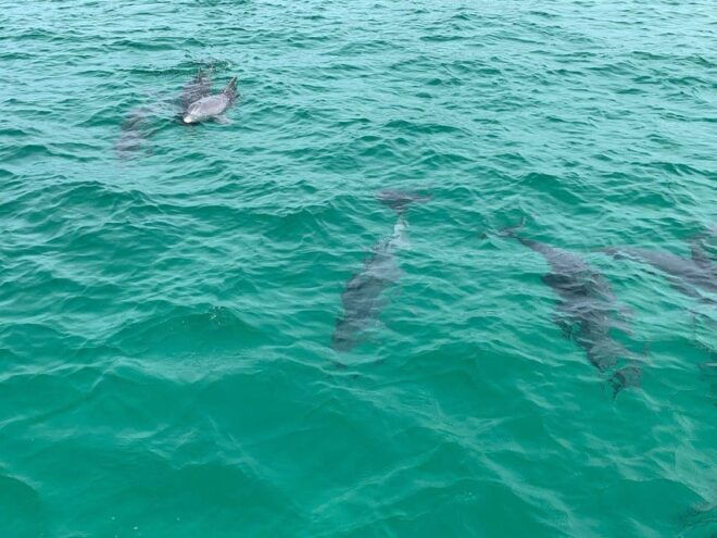 Fort Walton: Dolphin Discovery and Snorkeling Cruise - Cruise Itinerary