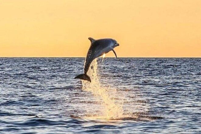 Fort Walton: Dolphin Discovery and Snorkeling Cruise - What to Bring
