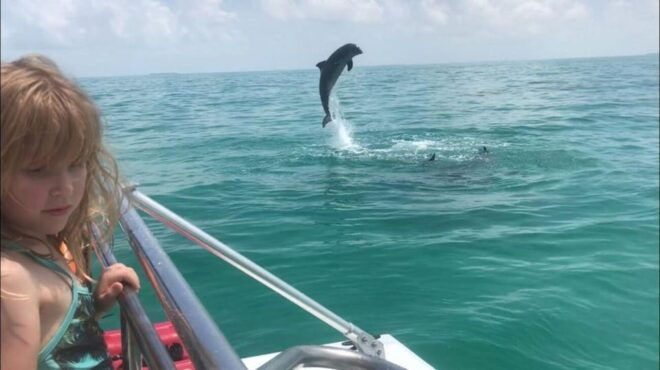 Fort Walton: Dolphin Discovery and Snorkeling Cruise - Accessibility