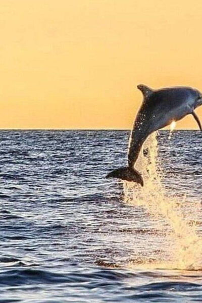 Fort Walton: Dolphin Discovery and Snorkeling Cruise - Booking and Cancellation Policy