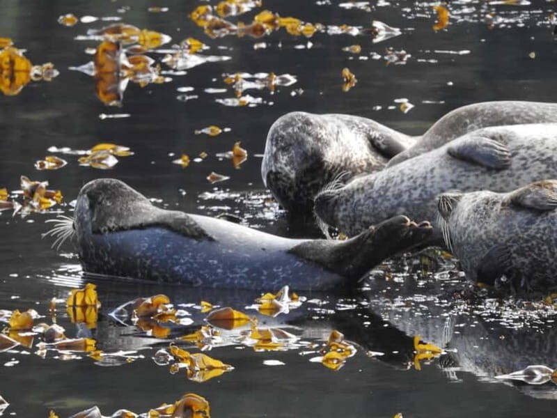 Fort William: Speed boat adventure - The Itinerary: What to Expect