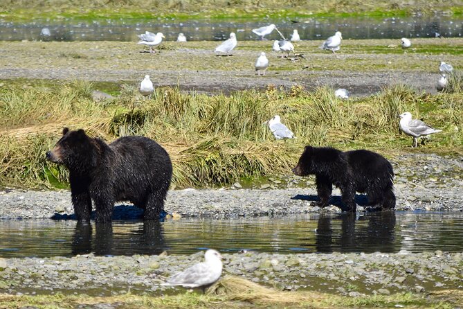 Fortress of the Bears Pack Creek - Alaskan Wilderness Destination
