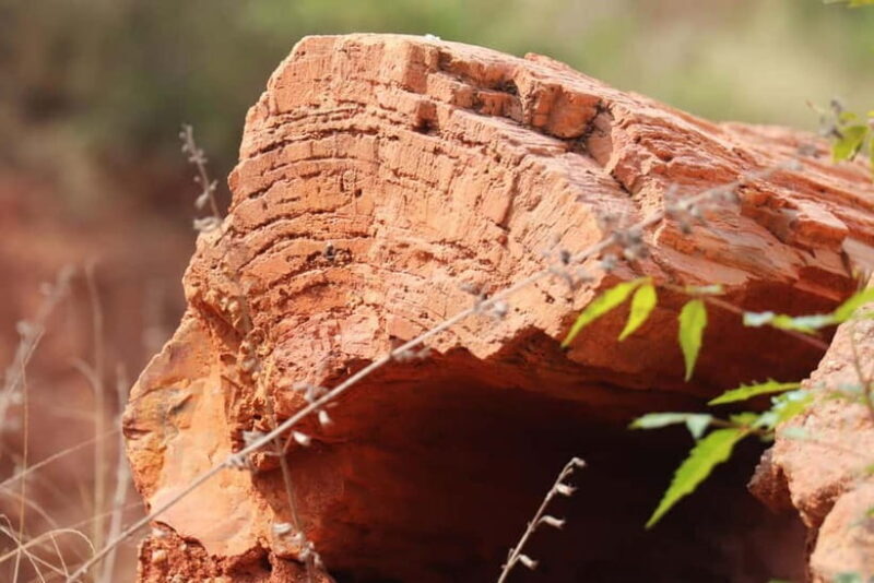 Fossil Walk Unearthing Ancient Secrets near Pondicherry - Detailed Breakdown of the Tour Experience