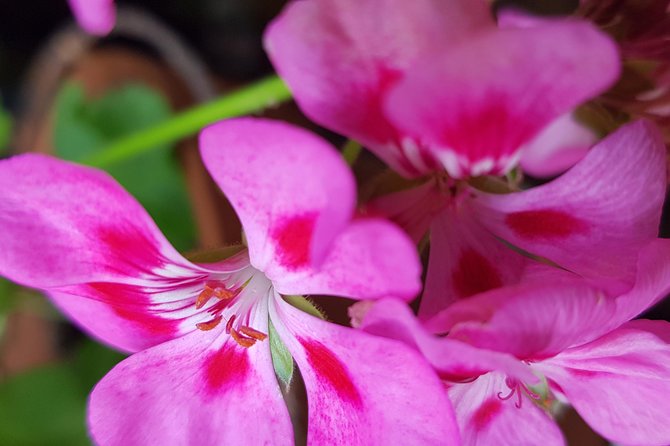 Fountain of Youth Tour of Old San Juan - Reviews and Ratings From Viator and Tripadvisor