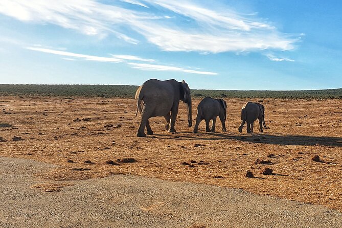 Four-Day South Africa Safari: Addo Park to Karoo  - Port Elizabeth - Overview and Itinerary