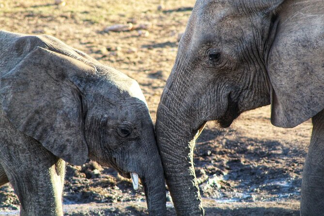 Four-Day South Africa Safari: Addo Park to Karoo  - Port Elizabeth - Day 2: Mountain Zebra National Park