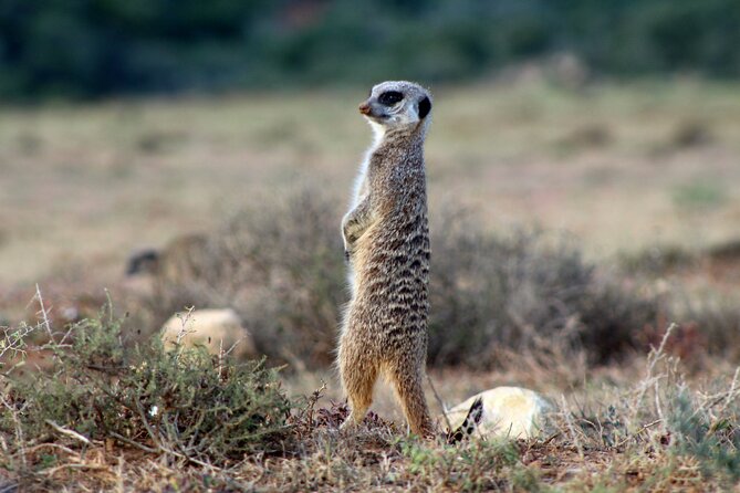 Four-Day South Africa Safari: Addo Park to Karoo  - Port Elizabeth - Traveler Photos and Reviews