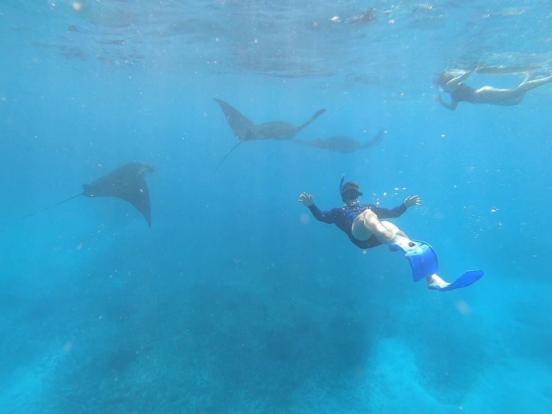 Four Spots Snorkelling Experience in Nusa Lembongan - The essentials at a glance