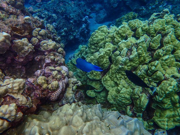 Four Winds II Molokini Snorkeling Tour From Maalaea Harbor - Common Questions
