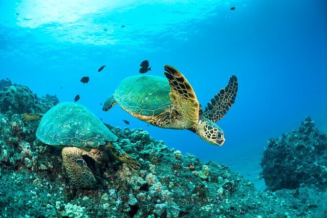 Four Winds Maui Afternoon Snorkel Tour to Coral Gardens - An In-Depth Look at the Four Winds Maui Afternoon Snorkel Tour