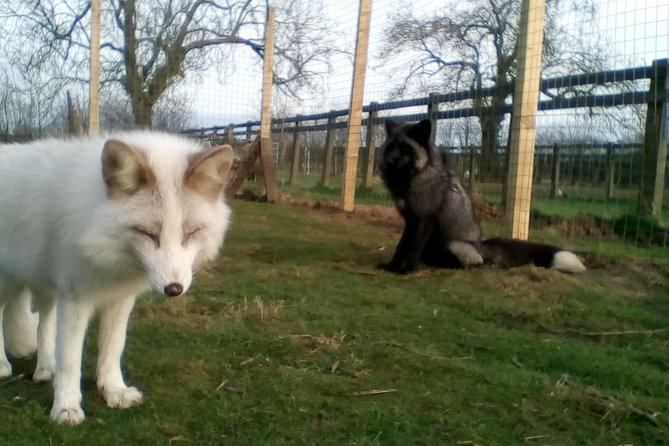 Fox Encounter for 2 People and Park Entry - Reviews and Photos