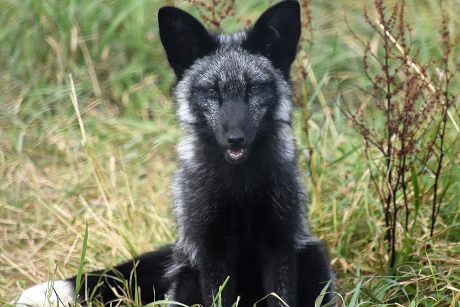 Fox Encounter for 2 People and Park Entry - The Sum Up