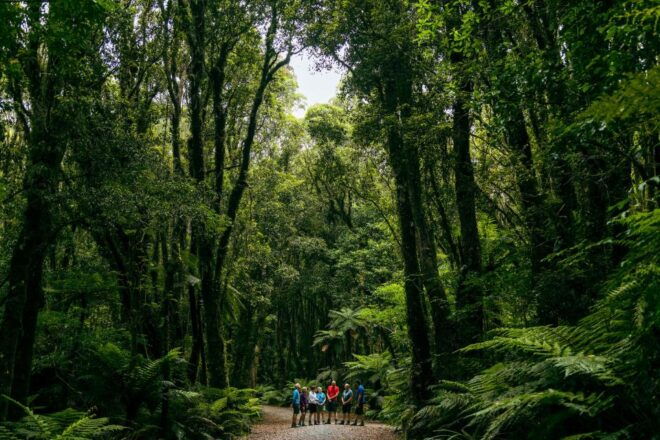 Fox Glacier: Half Day Walking & Nature Tour With Local Guide - Pickup and Accommodation Inclusion