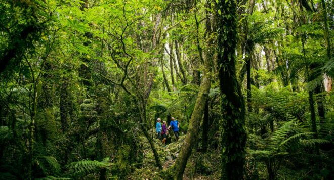 Fox Glacier: Half Day Walking & Nature Tour With Local Guide - Highlights of the Tour
