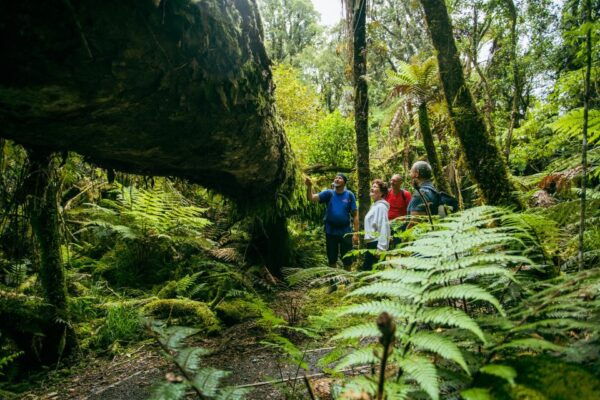 Fox Glacier: Half Day Walking & Nature Tour With Local Guide - The Sum Up