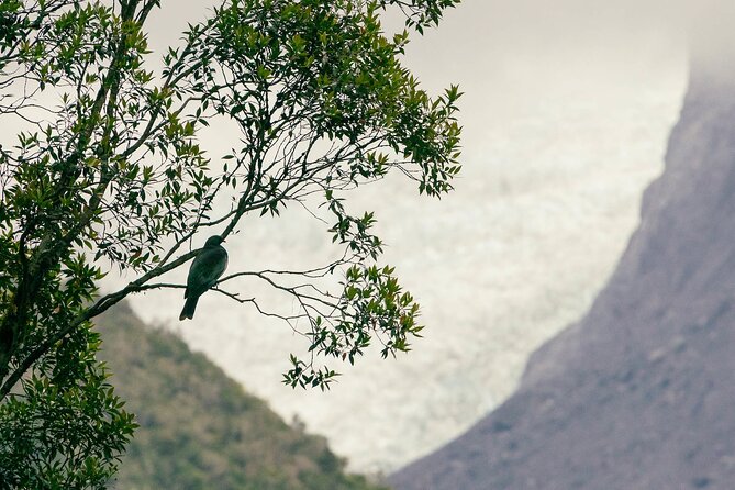 Fox Glacier Nature Tour - Pricing and Booking