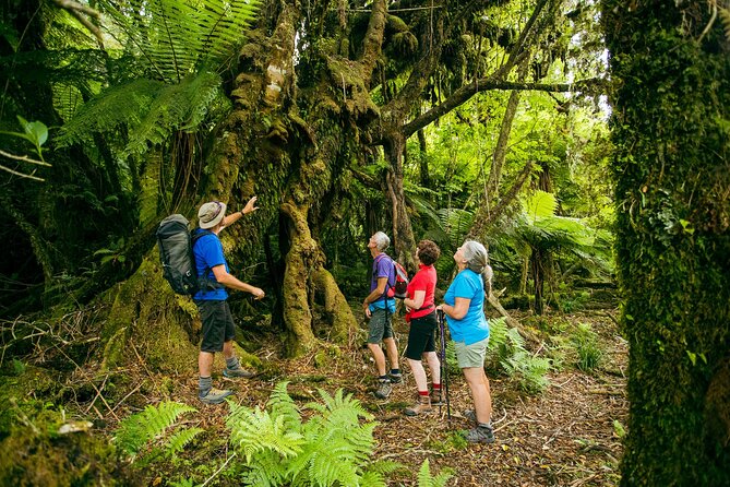 Fox Glacier Nature Tour - Spectacular Views and Experiences